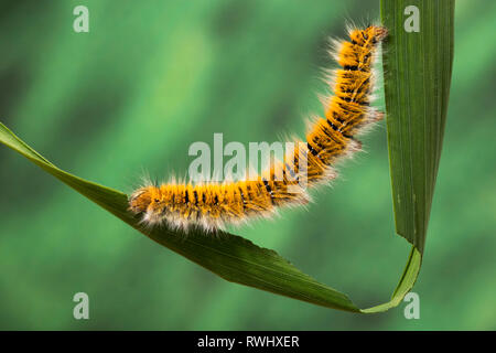Eggar Motte (lasiocampa trifolii) Caterpillar Stockfoto
