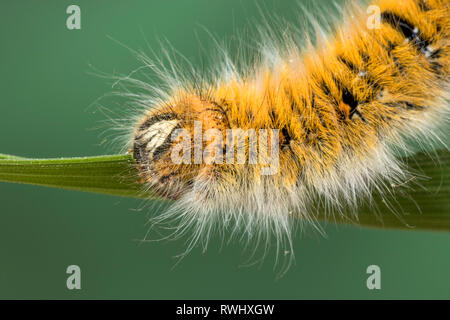 Eggar Motte (lasiocampa trifolii) Caterpillar Stockfoto