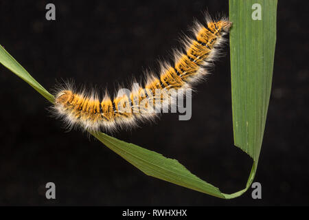 Eggar Motte (lasiocampa trifolii) Caterpillar Stockfoto