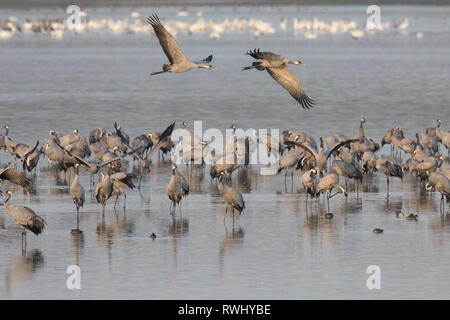 Kranich (Grus Grus). Herde verbringen der Nacht in seichten Gewässern des Bodden chain. Nationalpark Vorpommersche Boddenlandschaft, Mecklenburg-Vorpommern, Deutschland Stockfoto