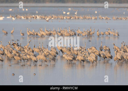 Kranich (Grus Grus). Herde verbringen der Nacht in seichten Gewässern des Bodden chain. Stockfoto