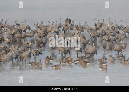 Kranich (Grus Grus). Herde verbringen der Nacht in seichten Gewässern des Bodden chain. Stockfoto