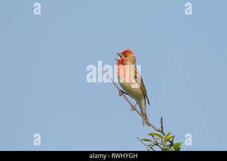 Common Rosefinch (Carpodacus erythrinus), männlich im Song. Deutschland Stockfoto
