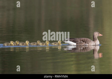 Graugans (Anser anser). Mit Gänschen auf dem Wasser nach. Deutschland Stockfoto