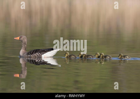 Graugans (Anser anser). Mit Gänschen auf dem Wasser nach. Deutschland Stockfoto