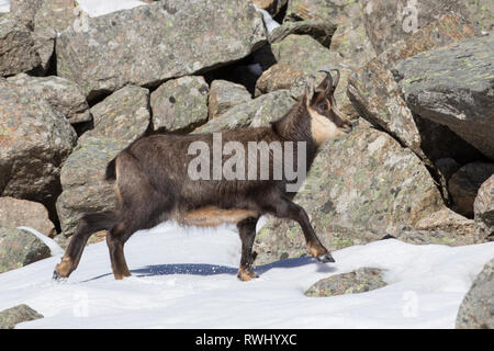 Gemse (Rupicapra rupicapra) Weibliche Walking im Winter. Alpes, Italien Stockfoto