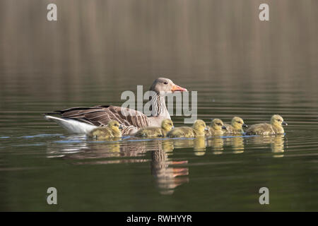 Graugans (Anser anser). Mit Gänschen auf dem Wasser nach. Deutschland Stockfoto