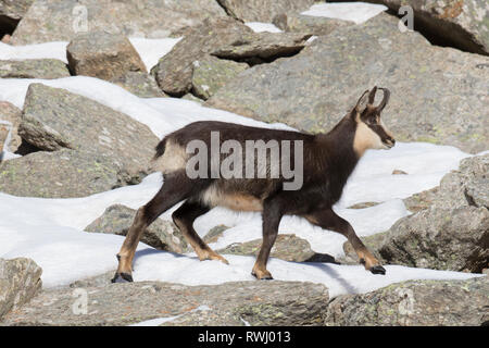 Gemse (Rupicapra rupicapra) Weibliche Walking im Winter. Alpes, Italien Stockfoto