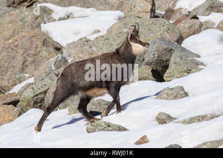 Gemse (Rupicapra rupicapra) Weibliche Walking im Winter. Alpes, Italien Stockfoto