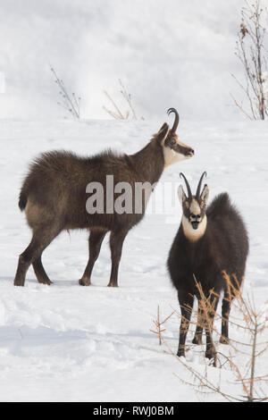 Gemse (Rupicapra rupicapra). Zwei Männer einander bedrohen. Alpes, Italien Stockfoto