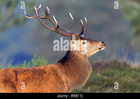 Red Deer (Cervus elaphus). Porträt eines Hirsches. Dänemark Stockfoto