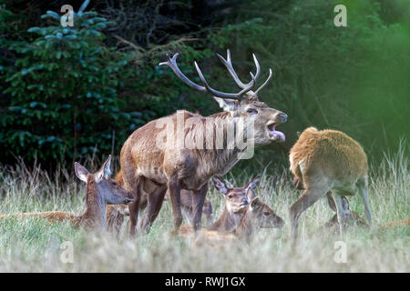 Red Deer (Cervus elaphus). Platzhirsch röhrt inmitten seines Harems. Dänemark Stockfoto