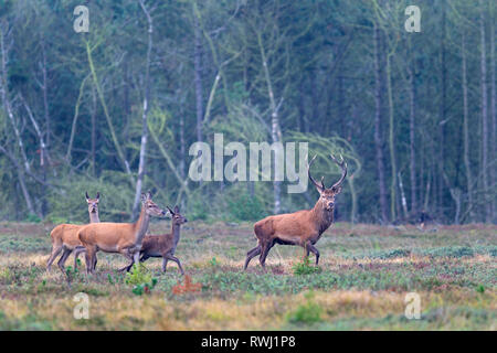 Red Deer (Cervus elaphus). Hirsch, zwei hirschkühe und ein Kalb, Wandern auf Heide. Dänemark