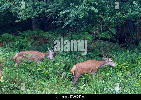 Red Deer (Cervus elaphus). Zwei Hirsche Beweidung auf die Wälder. Schleswig-Holstein, Deutschland Stockfoto