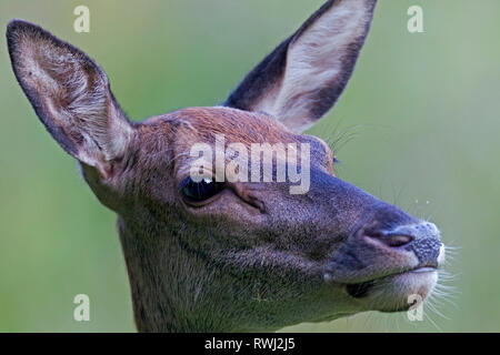 Red Deer (Cervus elaphus). Porträt einer Hirschkuh. Deutschland Stockfoto