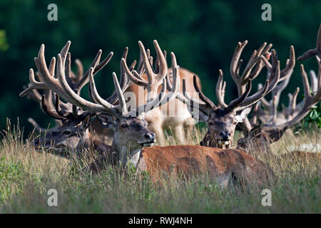 Red Deer (Cervus elaphus). Gruppe der Hirsche in Velvet im Spätsommer, ruhen. Dänemark Stockfoto