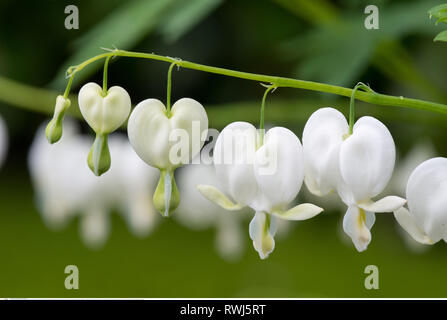 Botanik, Blüte von schönfärberei Bewässerung hören, Vorsicht! Für Greetingcard-Use/Postcard-Use in deutschsprachigen Ländern gibt es einige Einschränkungen Stockfoto