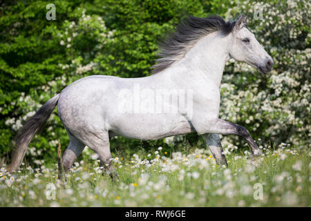 Reine Spanische Pferd, Andalusische. Blind Wallach galoppierte auf einer blühenden Wiese. Schweiz Stockfoto