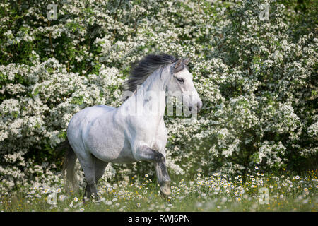 Reine Spanische Pferd, Andalusische. Blind Wallach galoppierte auf einer blühenden Wiese. Schweiz Stockfoto