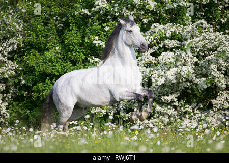 Reine Spanische Pferd, Andalusische. Blind Wallach Aufzucht auf einer blühenden Wiese. Schweiz Stockfoto