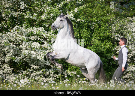 Reine Spanische Pferd, Andalusische. Blind Wallach Aufzucht auf einer blühenden Wiese, neben seinem Reiter und Besitzer Sandro Huerzeler. Schweiz Stockfoto