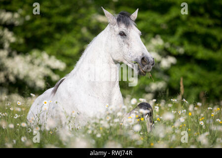 Reine Spanische Pferd, Andalusische. Blind Wallach liegen auf einer blühenden Wiese. Schweiz Stockfoto
