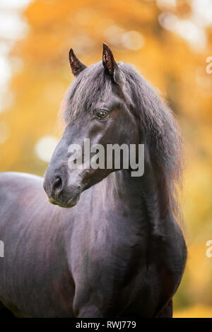 Paso Fino. Portrait von schwarzen Hengst im Herbst. Schweiz Stockfoto