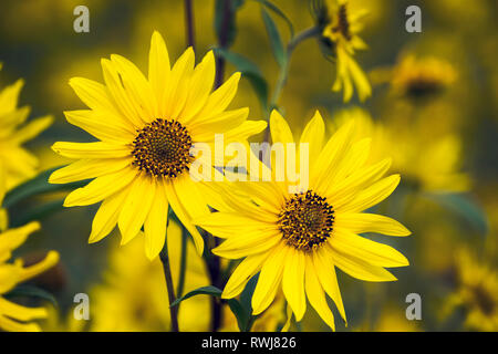 In der Nähe von zwei Sonnenblumen in einem Feld mit Sonnenblumen; Erickson, Manitoba, Kanada Stockfoto