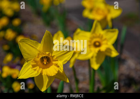 Narzissen im Frühjahr. Blühenden Narzissen, Frühling Birnen. Narziss ist eine Gattung der überwiegend Frühjahr mehrjährige Pflanzen der Amaryllidaceae (AMARYLLIS) Stockfoto