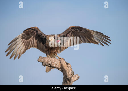 Karakara (falconidae) Landung auf einem toten Baum, Martin Ranch, Edinburg, Texas, Vereinigte Staaten von Amerika Stockfoto