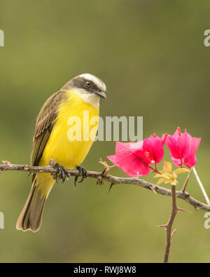 Große kiskadee (Pitangus sulfuratus) auf einem Baum mit rotem Laub thront; Corozal, Belize Stockfoto