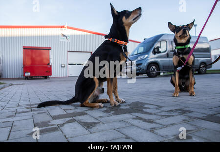 Barteheide, Deutschland. 15 Feb, 2019. Die beiden Working kelpie 'Joker' und 'Herry P' vor der Indoor Training Halle für Hund Athleten sitzen. In der über 1.000 Quadratmeter große Halle, Hund Vereine, Privatpersonen oder Hundetrainer kann Trainieren mit ihren vierbeinigen Freunden unabhängig von der Witterung. Die beiden Sitze in der Halle können pro Tag gemietet werden. Credit: Jens Büttner/dpa-Zentralbild/ZB/dpa/Alamy leben Nachrichten Stockfoto