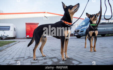 Barteheide, Deutschland. 15 Feb, 2019. Die beiden Working kelpie 'Joker' und 'Herry P' vor der Indoor Training Halle für Hund Athleten. In der über 1.000 Quadratmeter große Halle, Hund Vereine, Privatpersonen oder Hundetrainer kann Trainieren mit ihren vierbeinigen Freunden unabhängig von der Witterung. Die beiden Sitze in der Halle können pro Tag gemietet werden. Credit: Jens Büttner/dpa-Zentralbild/ZB/dpa/Alamy leben Nachrichten Stockfoto