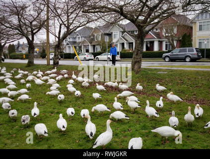 Vancouver, Kanada. 6 Mär, 2019. Schnee Gänse rest vor den Häusern im Dorf Steveston in Richmond, Kanada, 6. März 2019. Kleine Gemeinschaften in Richmond werden von Tausenden von Schnee Gänse strömten, wie sie kommen im Süden von Sibirien im Winter zu verbringen. Andere als Oktober, März ist der zweite Peak Month in Gänse Anzahl in der Stadt aufgezeichnet. Credit: Liang sen/Xinhua/Alamy leben Nachrichten Stockfoto