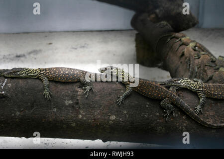 Surabaya, Indonesien. 7 Mär, 2019. Neugeborene Komodo Drachen sind in den Käfig in Surabaya Zoo, Surabaya, Ost Java, Indonesien, am 7. März 2019 gesehen. 74 baby Komodo Drachen wurden von Januar bis Februar 2019 im Zoo geboren. Credit: Kurniawan/Xinhua/Alamy leben Nachrichten Stockfoto