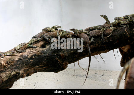 Surabaya, Indonesien. 7 Mär, 2019. Neugeborene Komodo Drachen sind in den Käfig in Surabaya Zoo, Surabaya, Ost Java, Indonesien, am 7. März 2019 gesehen. 74 baby Komodo Drachen wurden von Januar bis Februar 2019 im Zoo geboren. Credit: Kurniawan/Xinhua/Alamy leben Nachrichten Stockfoto