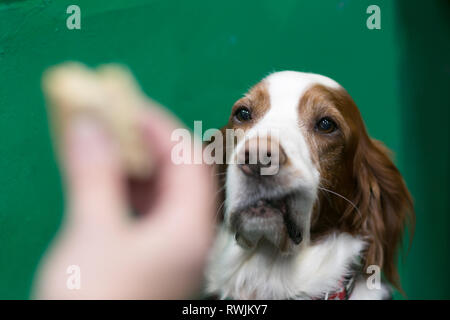 Birmingham, Großbritannien. 7 Mär, 2019. Gundogs sind am ersten Tag der Crufts 2019 im NEC über vier Tage gehalten wird. Ein Hund sitzt brav, während ihre Besitzer hat einige Mittagessen. Credit: Peter Lopeman/Alamy leben Nachrichten Stockfoto