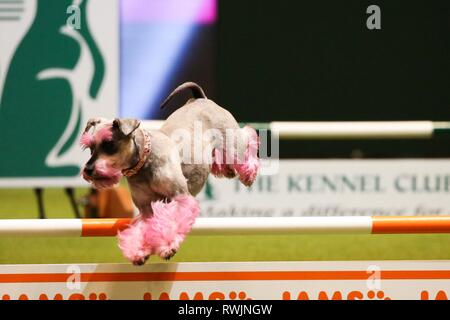 Birmingham, Großbritannien. 7 Mär, 2019. Ein Zwergschnauzer mit rosa Beine nimmt Teil an der Agilität der Wettbewerb am ersten Tag der Crufts 2019 Credit: ️Jon Freeman/Alamy leben Nachrichten Stockfoto