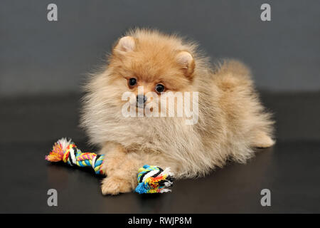 Langhaarige rote Pomeranian Spitz Welpen mit bunten Seil Spielzeug auf einem schwarzen Hintergrund isoliert. Foto Nr. 047 am 23. Februar, 2019 © 2019 www.Mini-Do Stockfoto