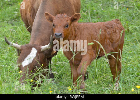 Süße kleine braune Kalb im Gras mit Kuh Stockfoto