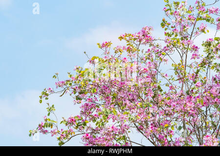 Rosa Blumen Bauhinia. Orchid tree blühen im Frühling Stockfoto