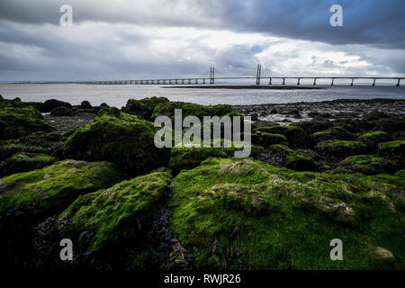 Algen klammert sich an Felsen bei Ebbe in den Severn Estuary unter stürmischen Himmel ausgesetzt als schwerer Regen über den Kanal von Bristol fällt. Stockfoto