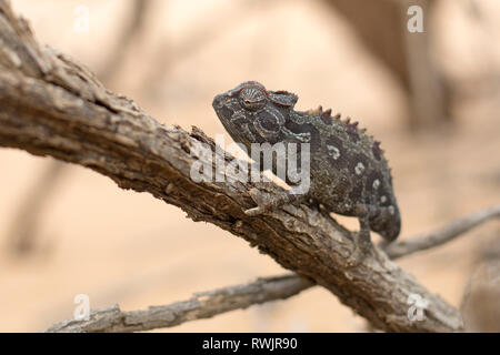 Ein namaqua Chamäleon im Dorob Nationalpark, Namibia. Stockfoto