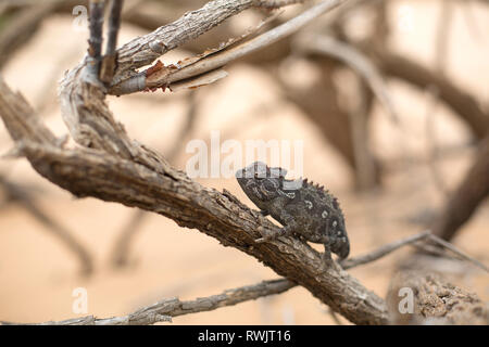 Ein namaqua Chamäleon im Dorob Nationalpark, Namibia. Stockfoto