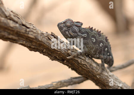 Ein namaqua Chamäleon im Dorob Nationalpark, Namibia. Stockfoto