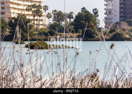 Naturpark von Las Salinas See in Calpe, Spanien, mit einigen Flamingos. Die Stadt ist auf dem Hintergrund. Stockfoto