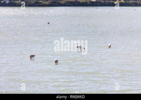 Naturpark von Las Salinas See in Calpe, Spanien, mit einigen Flamingos. Die Stadt ist auf dem Hintergrund. Stockfoto