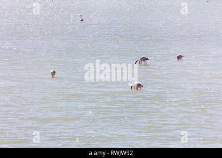 Naturpark von Las Salinas See in Calpe, Spanien, mit einigen Flamingos. Die Stadt ist auf dem Hintergrund. Stockfoto