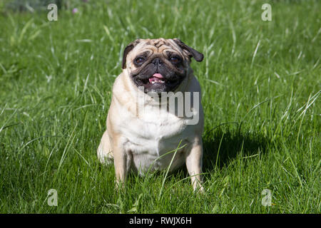 Mops Hund im Garten Stockfoto