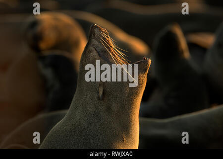 Eine Dichtung aalt sich in der Goldenen morgen Licht am Cape Cross Seal Kolonie an der Skelettküste, Namibia. Stockfoto